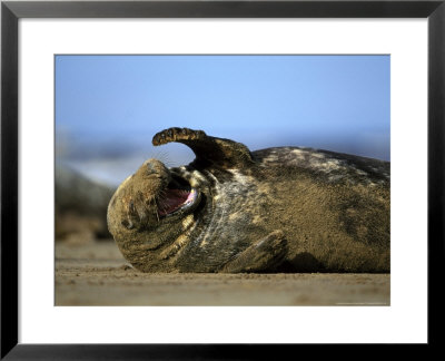 Grey Seal, Bull Calling, Flipper Raised, Lincolnshire, Uk by Mark Hamblin Pricing Limited Edition Print image