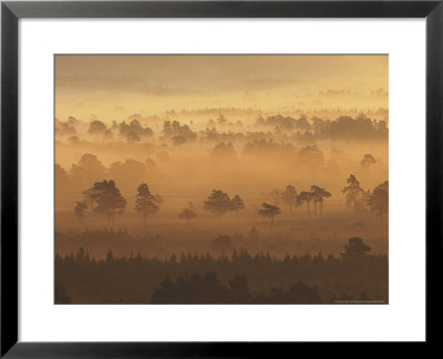 Rothiemurchus Forestpine Trees In Mist At Dawn Strathspey, Scotland by Mark Hamblin Pricing Limited Edition Print image