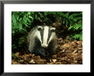 Badger, Close-Up by Mark Hamblin Pricing Limited Edition Print image