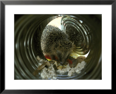 Hedgehog, Viewed Through Tin Can.Warwickshire, Uk by Mark Hamblin Pricing Limited Edition Print image