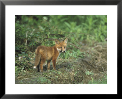 Red Fox, Cub Standing Near Earth, Uk by Mark Hamblin Pricing Limited Edition Print image