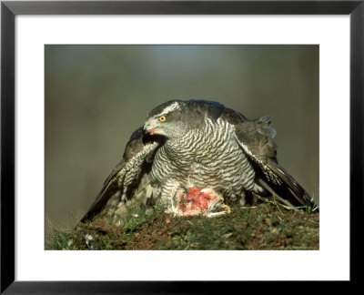 Goshawk by Mark Hamblin Pricing Limited Edition Print image