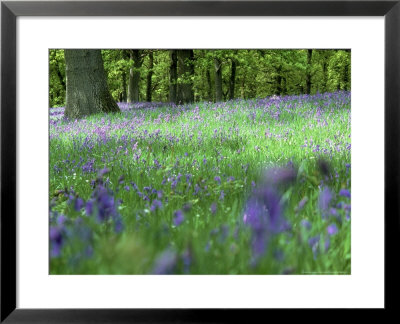 Bluebells by Mark Hamblin Pricing Limited Edition Print image