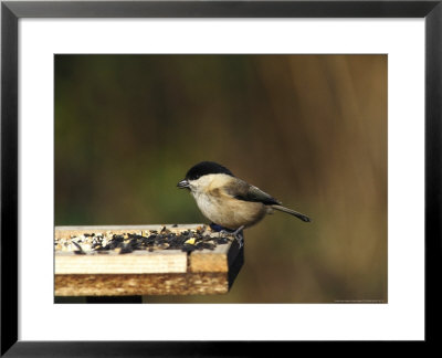 Willow Tit by Mark Hamblin Pricing Limited Edition Print image