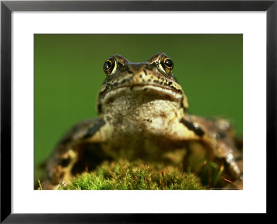 Common Frog, Portrait Of Adult, Scotland by Mark Hamblin Pricing Limited Edition Print image