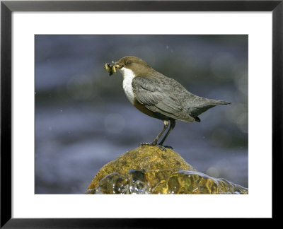Dipper, Adult Perched On Rock With Food, Scotland by Mark Hamblin Pricing Limited Edition Print image