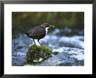 Dipper, Adult Perched On Rock Withfood, Uk by Mark Hamblin Pricing Limited Edition Print image