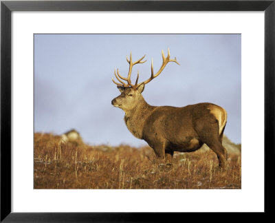 Red Deer, Stag Standing, Scotland by Mark Hamblin Pricing Limited Edition Print image