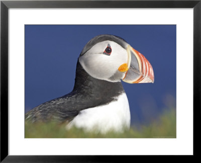 Atlantic Puffin, Close-Up Portrait Of Adult, Iceland by Mark Hamblin Pricing Limited Edition Print image