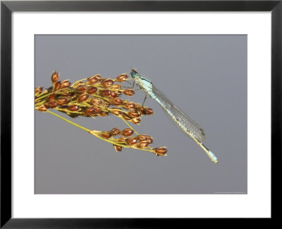 Common Blue Damselfly, Adult Male At Rest, Uk by Mark Hamblin Pricing Limited Edition Print image