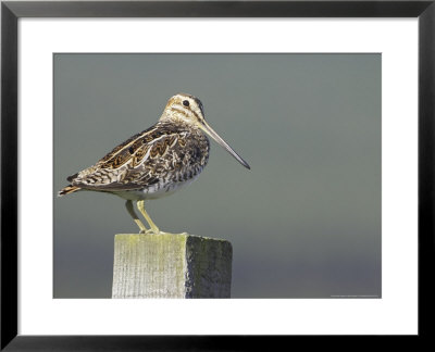 Snipe, Adult Perched On Fence Post, Scotland by Mark Hamblin Pricing Limited Edition Print image