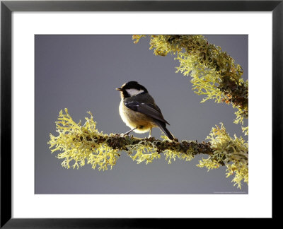 Coal Tit, Adult Perched On Lichen-Covered Perch, Scotland by Mark Hamblin Pricing Limited Edition Print image