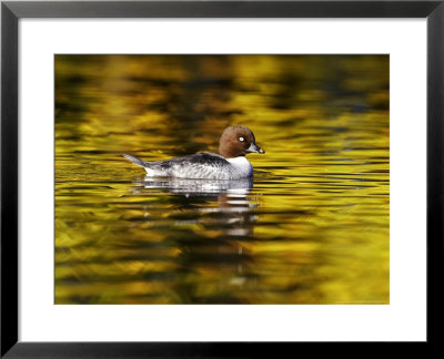 Goldeneye, Adult Female On Colourful Water With Autumn Reflections, Scotland by Mark Hamblin Pricing Limited Edition Print image