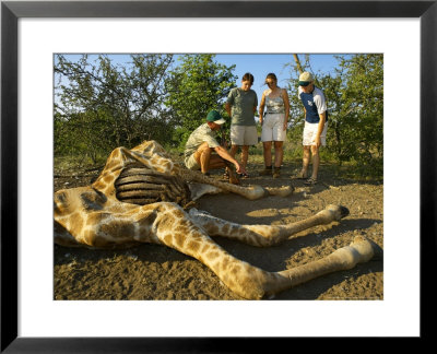 Tourists On Walking Trail With Dead Giraffe (Giraffa Camelopardis), Mashatu Game Reserve, Botswana by Roger De La Harpe Pricing Limited Edition Print image