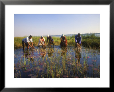 Tonga People Catching Fish Using A Fungu Basket, Kwazulu-Natal, South Africa by Roger De La Harpe Pricing Limited Edition Print image