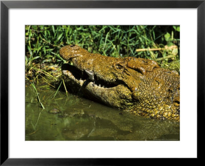 Female Nile Crocodile, Washing And Releasing Young After Carrying Them To The Water, South Africa by Roger De La Harpe Pricing Limited Edition Print image