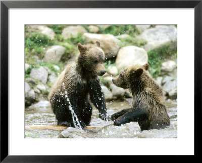 Grizzly Bears, Cubs Playing, Quebec, Canada by Philippe Henry Pricing Limited Edition Print image