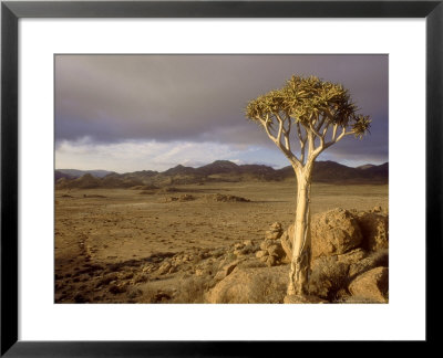 Kokerboom, Aloe Dichotoma, Goegap Nr South Africa by Tim Jackson Pricing Limited Edition Print image