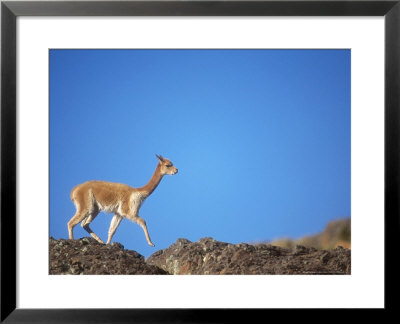 Vicuna, Wild High Andes Cameloid, Peru by Mark Jones Pricing Limited Edition Print image