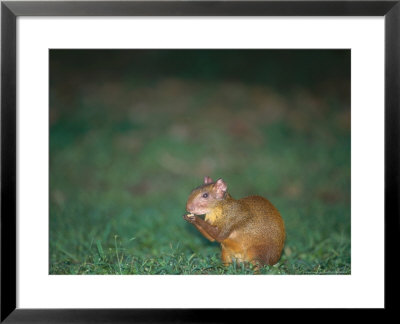 Brown Agouti, Feeding In Understory Clearing, Peruvian Amazon by Mark Jones Pricing Limited Edition Print image