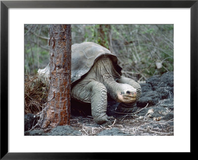 Pinta Island Saddleback, Last Remaining, Galapagos by Mark Jones Pricing Limited Edition Print image