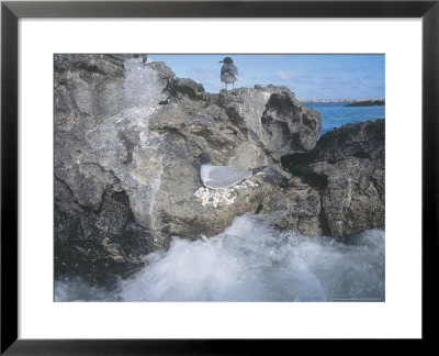 Swallow Tailed Gull, Incubating Single Egg In Coral Lined Nest, Galapagos by Mark Jones Pricing Limited Edition Print image