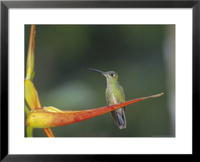 Green-Fronted Brilliant Hummingbird On Heliconia Flower, Ecuador by Mark Jones Pricing Limited Edition Print image