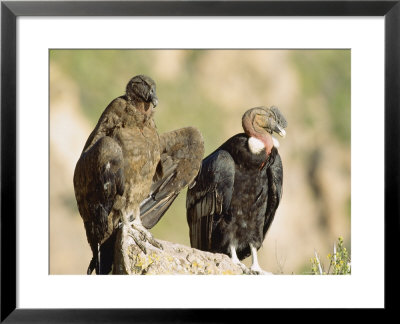 Andean Condor, Adult Male With Juvenile Female, Colca Canyon, Southern Peru by Mark Jones Pricing Limited Edition Print image