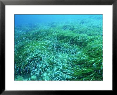 Neptune Grass, Maltese Island by Paul Kay Pricing Limited Edition Print image