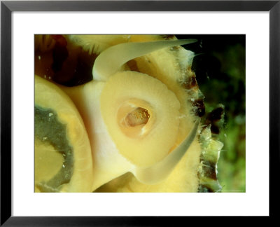 Limpets Mouth, Ireland by Paul Kay Pricing Limited Edition Print image