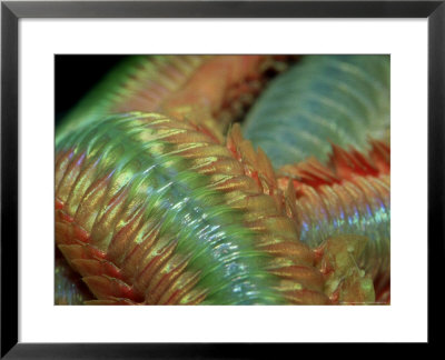 King Rag Worm, Uk by Paul Kay Pricing Limited Edition Print image