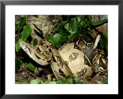 Central American Boa, Boa Constrictor Imperator With Prey Honduras by Brian Kenney Pricing Limited Edition Print image
