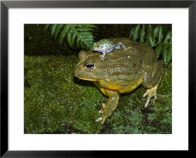 Pixie Frogpyxicephalus Adspersusadult With Babyafrica by Brian Kenney Pricing Limited Edition Print image