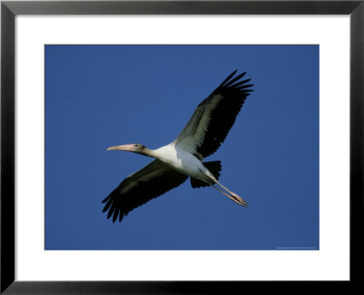 Wood Stork, Juvenile Flying, Florida by Brian Kenney Pricing Limited Edition Print image
