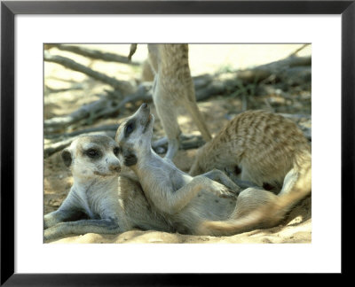 Meerkats, Resting In The Shade, Kalahari by David Macdonald Pricing Limited Edition Print image