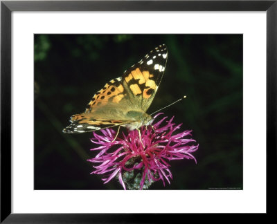 Painted Lady, Female, Oxon by Gordon Maclean Pricing Limited Edition Print image