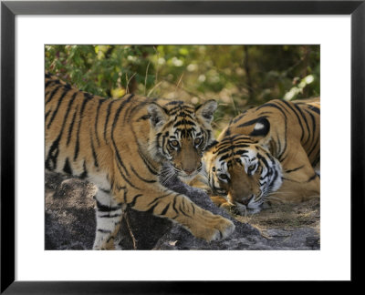 Bengal Tiger, 6 Month Old Cub And Tigress, Madhya Pradesh, India by Elliott Neep Pricing Limited Edition Print image