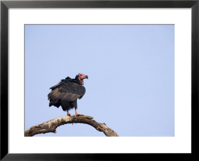 King Vulture, Profile Of King Vulture Perched On Bare Tree Branch, Madhya Pradesh, India by Elliott Neep Pricing Limited Edition Print image