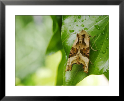 Angle Shades Moth On Ivy Leaf, London, Uk by Elliott Neep Pricing Limited Edition Print image