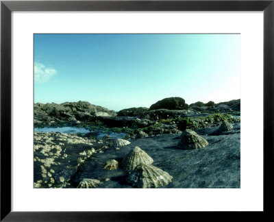 Limpets, Devon, Uk by Oxford Scientific Pricing Limited Edition Print image