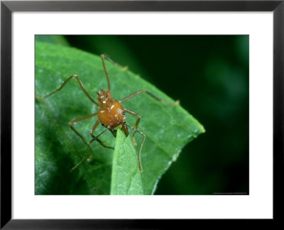 Leafcutter Ant, Trinidad by Oxford Scientific Pricing Limited Edition Print image