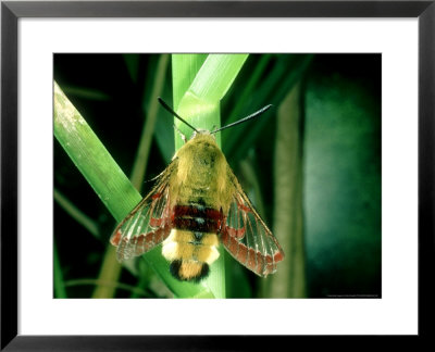 Broad-Bordered Bee Hawk-Moth, Male by Oxford Scientific Pricing Limited Edition Print image