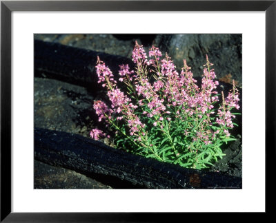 Fireweed, Yellowstone National Park, Usa by Stan Osolinski Pricing Limited Edition Print image