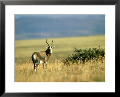 Blesbok, Mount Zebra National Park, South Africa by Stan Osolinski Pricing Limited Edition Print image