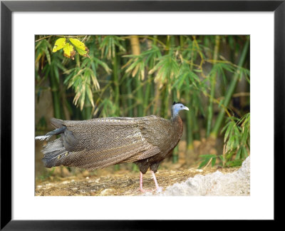 Argus Pheasant, Male In Clearing, Zoo Animal by Stan Osolinski Pricing Limited Edition Print image