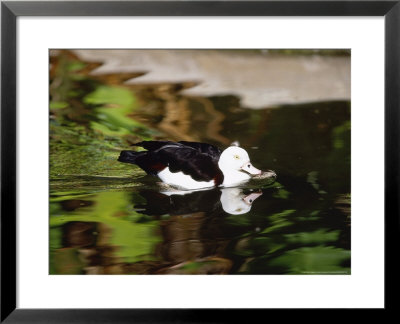 Radjah Shelduck, Swimming, Zoo Animal by Stan Osolinski Pricing Limited Edition Print image