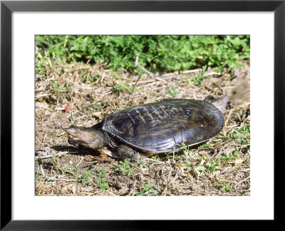 Florida Softshell Turtle, Digging Nest Hole, Usa by Stan Osolinski Pricing Limited Edition Print image