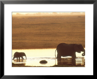 African Elephant, Crossing Chobe River, Botswana by Richard Packwood Pricing Limited Edition Print image