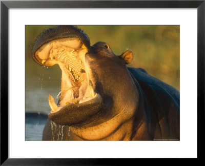 Hippopotamus, Gaping Agressively, Moremi Game Reserve, Botswana by Richard Packwood Pricing Limited Edition Print image