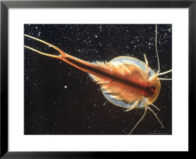 Tadpole Shrimp, Dorsal View, Backlit by Andy Park Pricing Limited Edition Print image